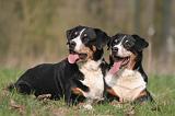 BOUVIER D'APPENZELL 056